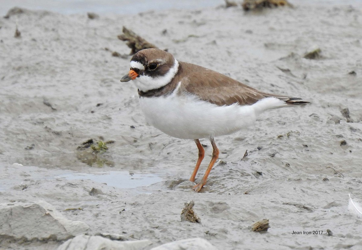Semipalmated Plover - ML64122081