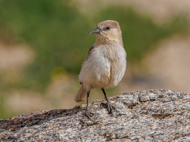 Jinsiy aloqa faqat Nijniy Tagilda