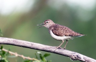 Common Sandpiper, ML64125211