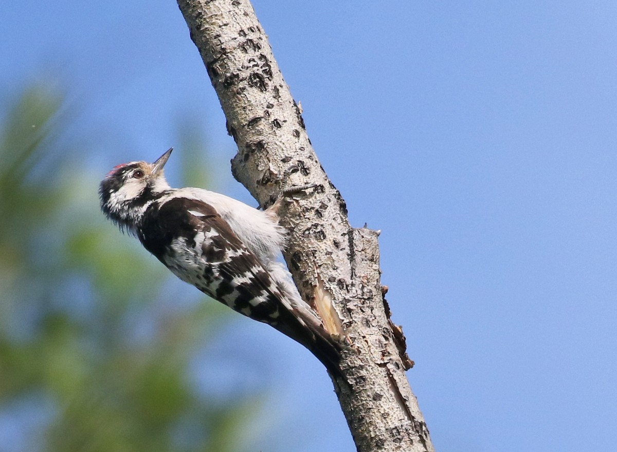 Lesser Spotted Woodpecker - ML64126371
