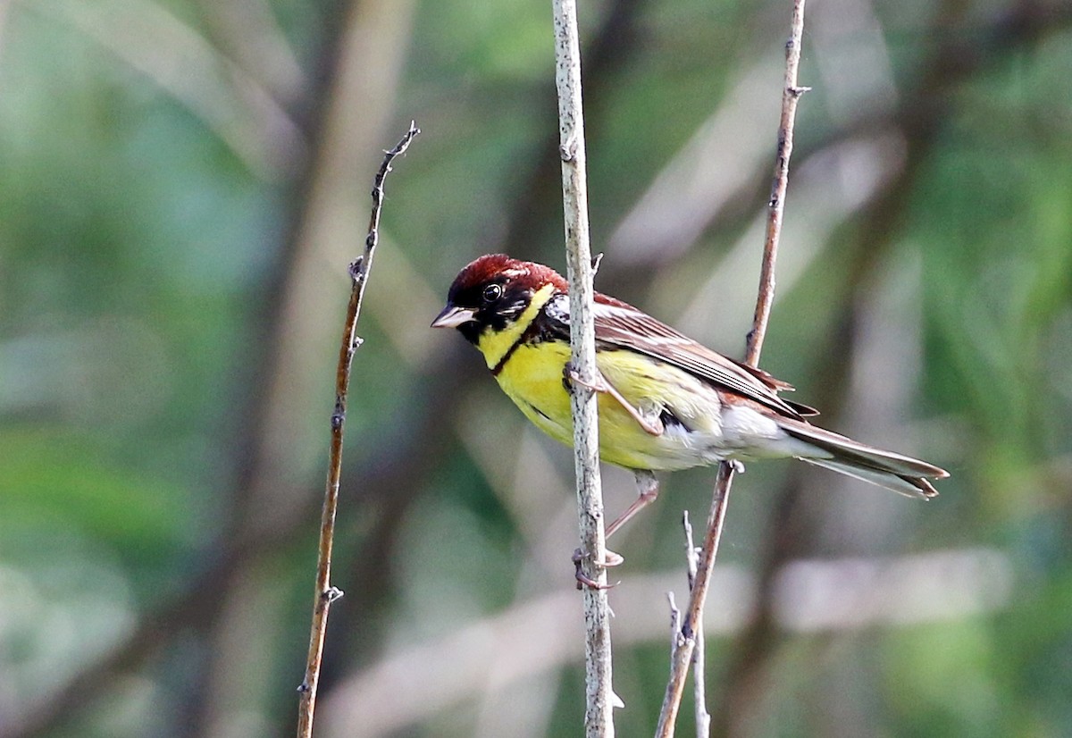 Yellow-breasted Bunting - ML64126461