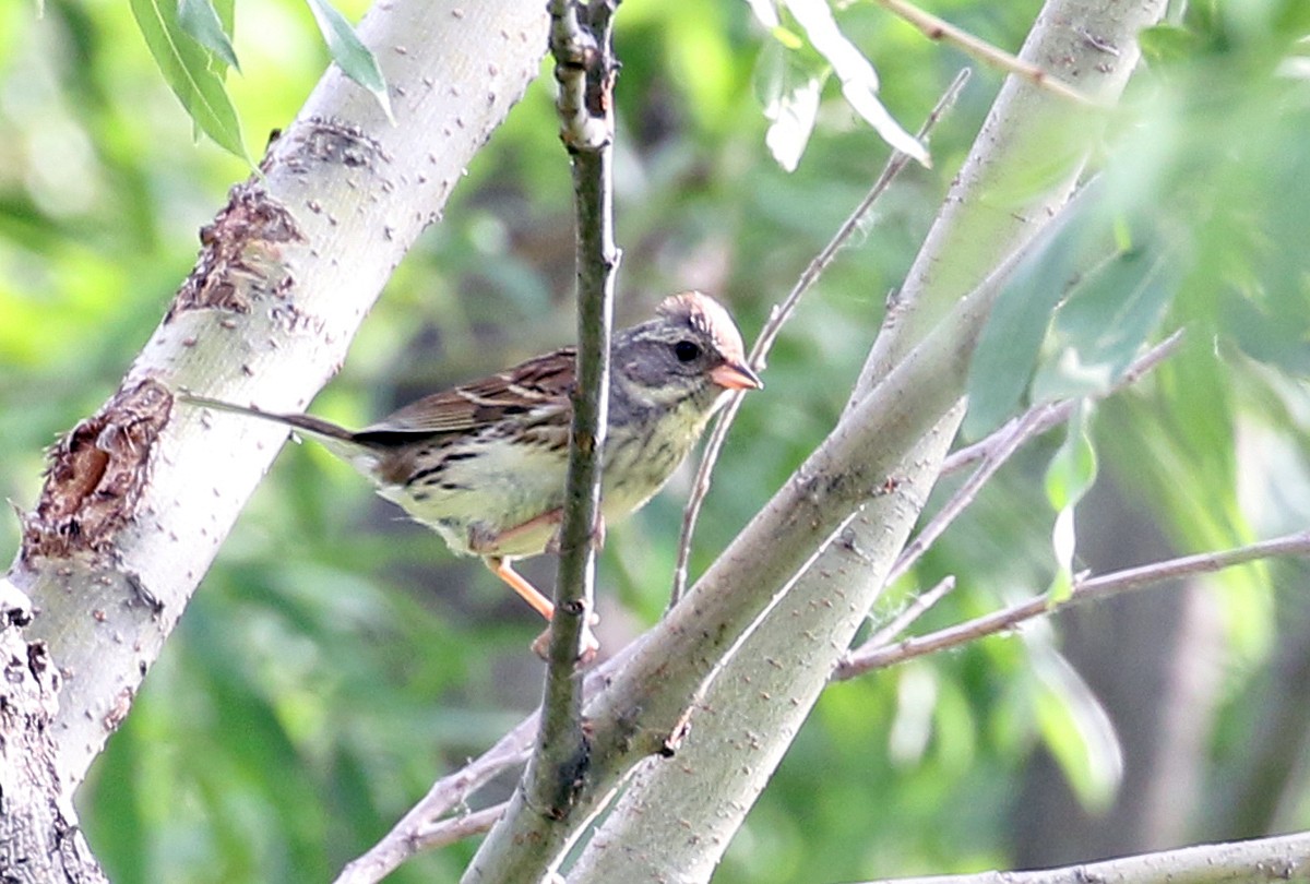 Black-faced Bunting - Andrew Spencer