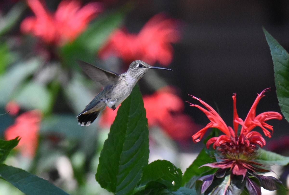 Black-chinned Hummingbird - Jason Vassallo