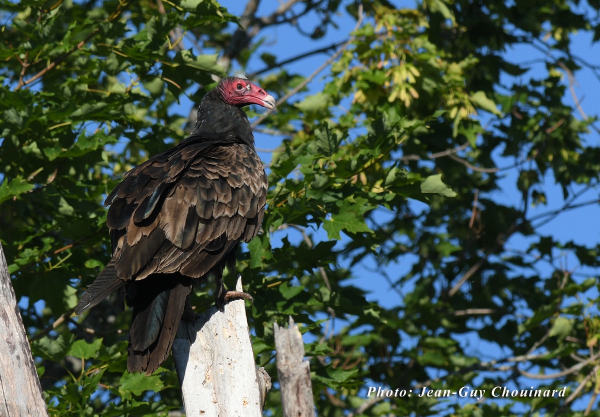 Turkey Vulture - Jean Guy Chouinard