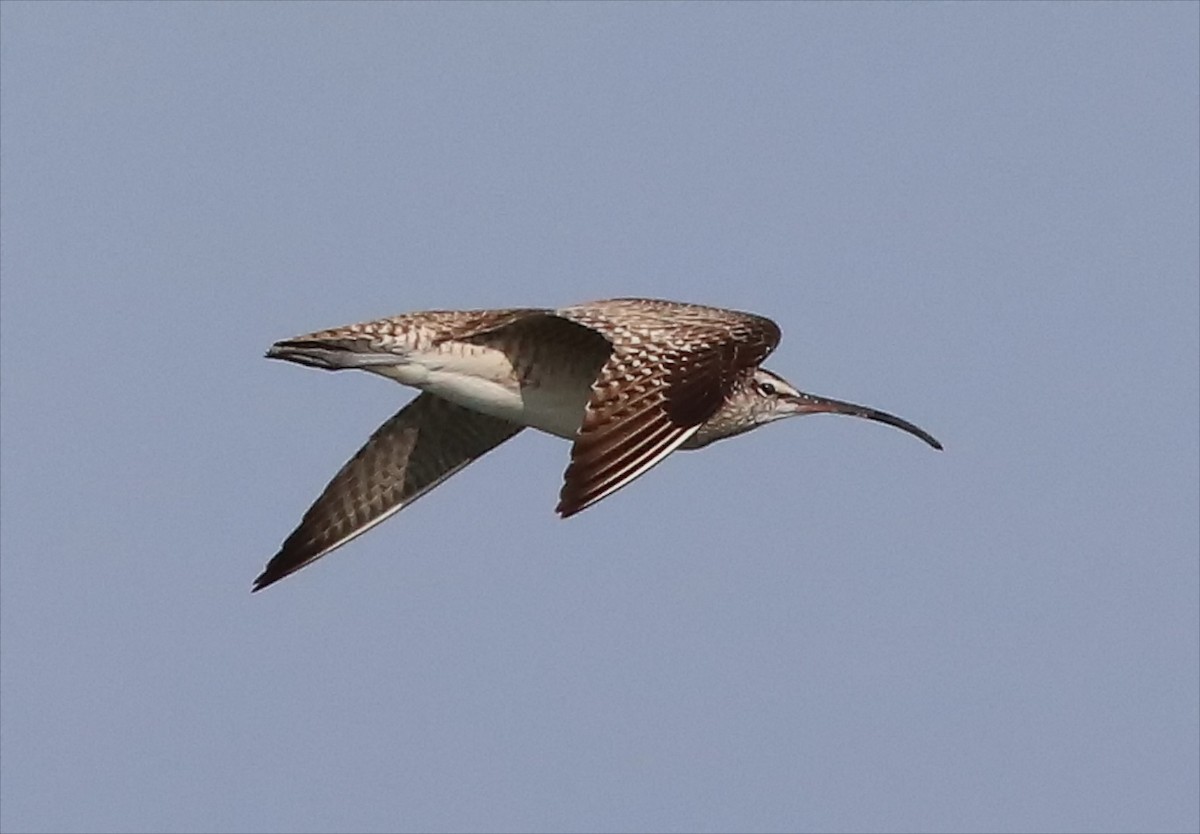 Whimbrel - Chris Peters