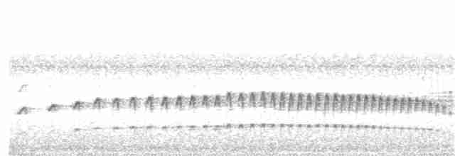 Серогрудая иглохвостка - ML64133001