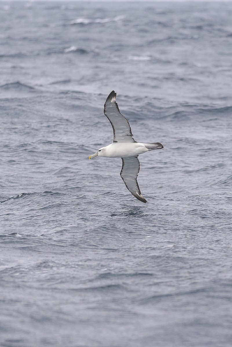 White-capped Albatross - Eduardo Navarro