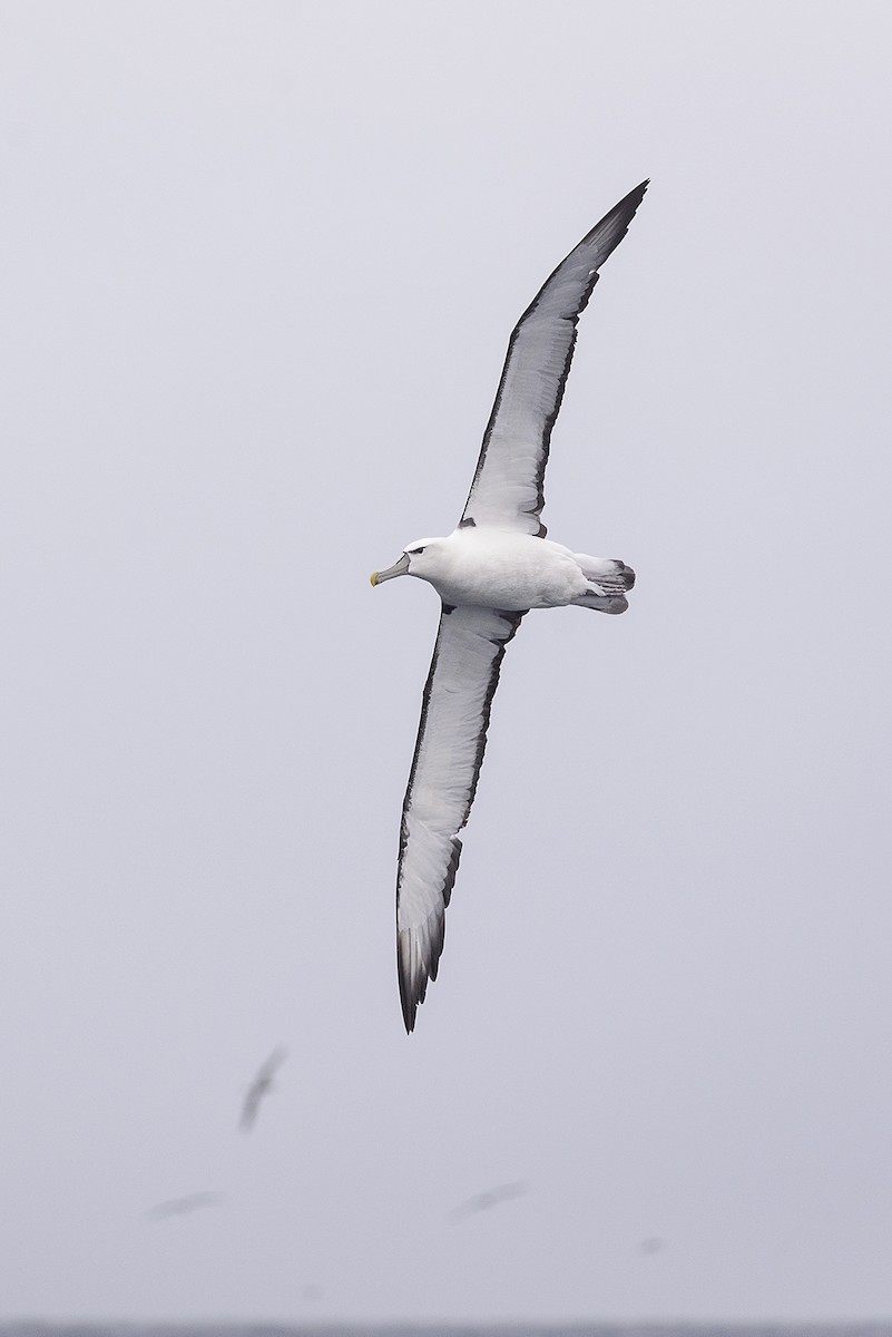 White-capped Albatross - Eduardo Navarro