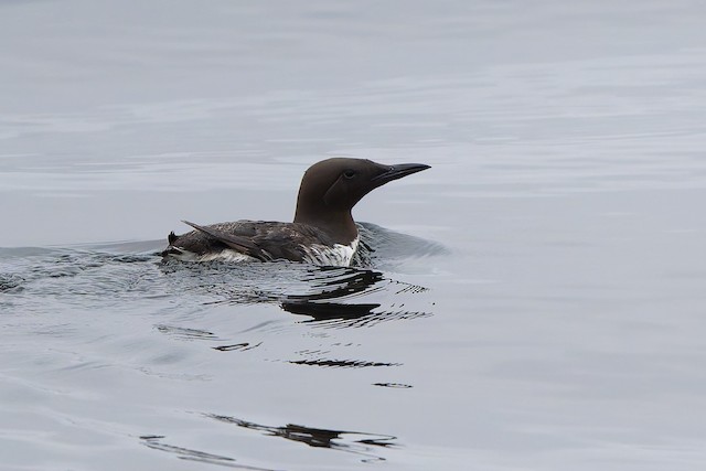 Common Murre