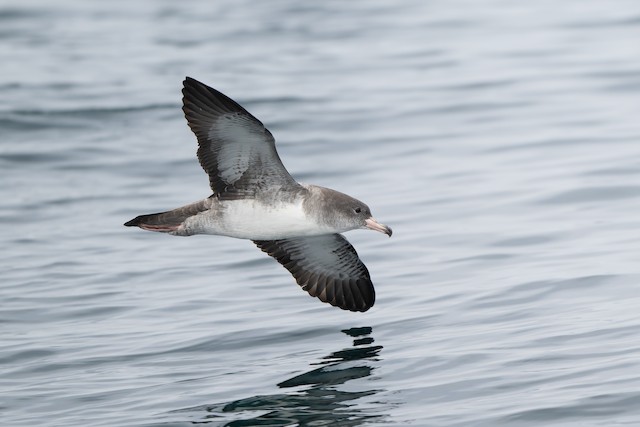 Pink-footed Shearwater