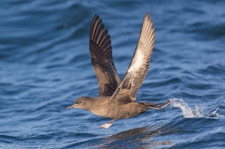 Sooty Shearwater