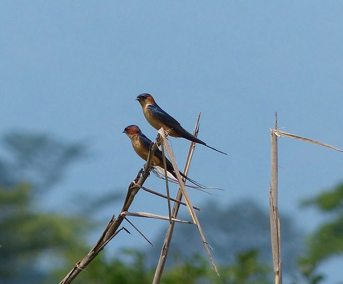 Red-rumped Swallow - ML64137561