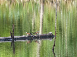 African Pygmy-Goose, ML64137831