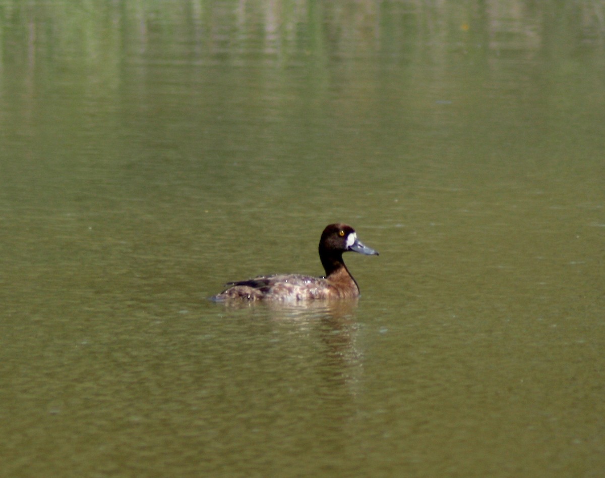 Greater Scaup - ML64140861