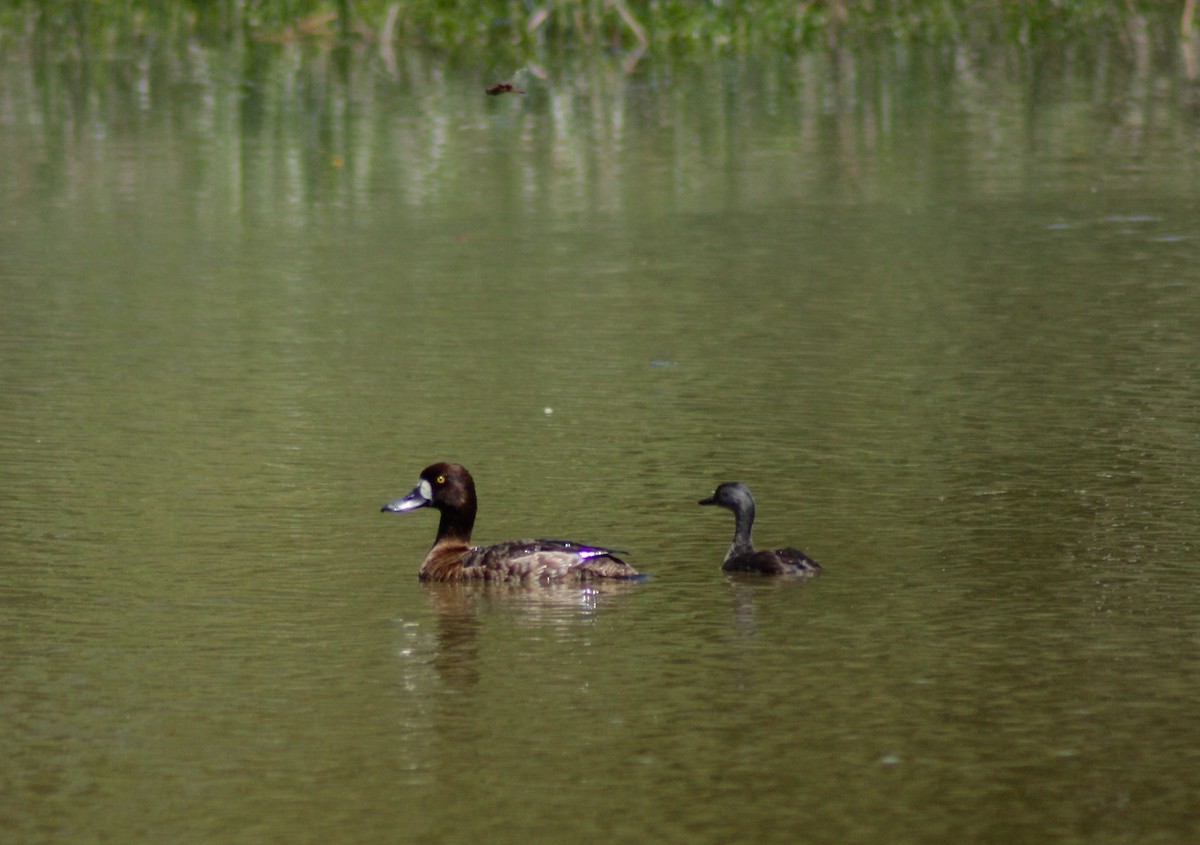 Greater Scaup - ML64140871
