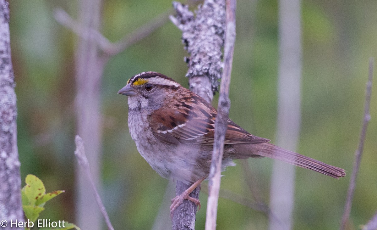 White-throated Sparrow - ML64141041