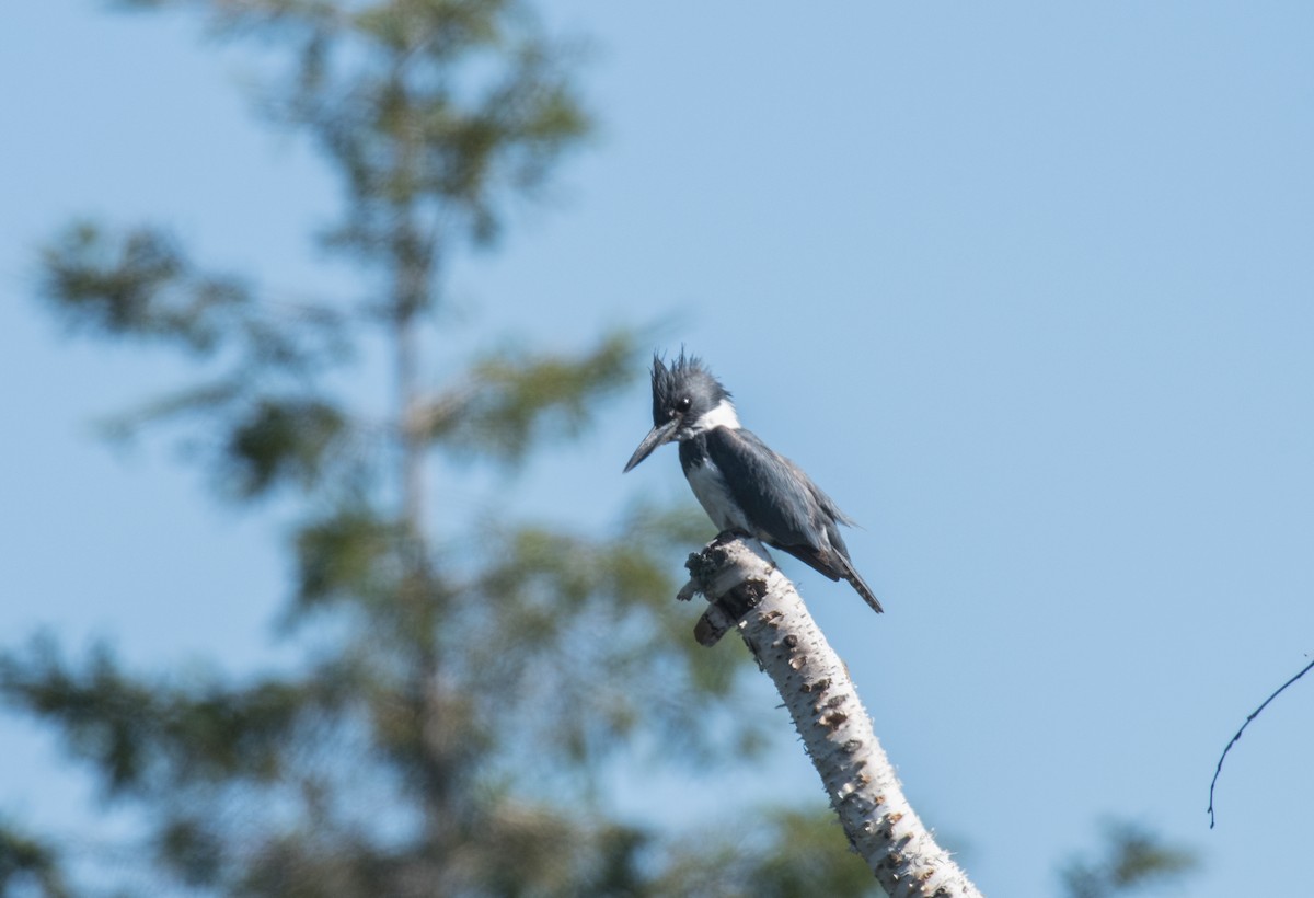 Belted Kingfisher - Simon Boivin