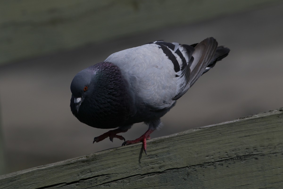 Rock Pigeon (Feral Pigeon) - ML64144581