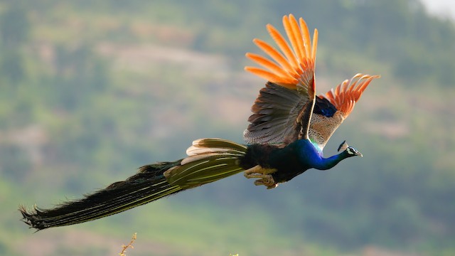 Indian Peafowl ML641454826