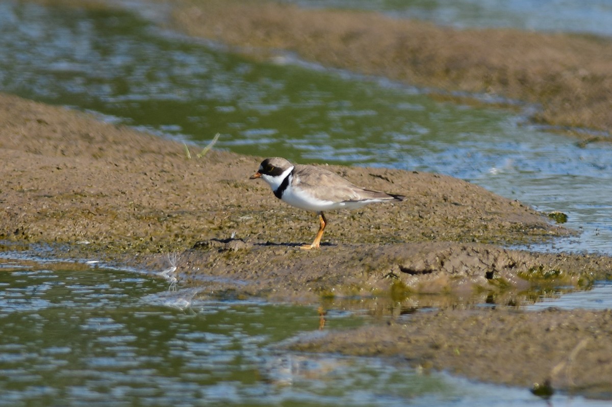 Semipalmated Plover - ML64147351