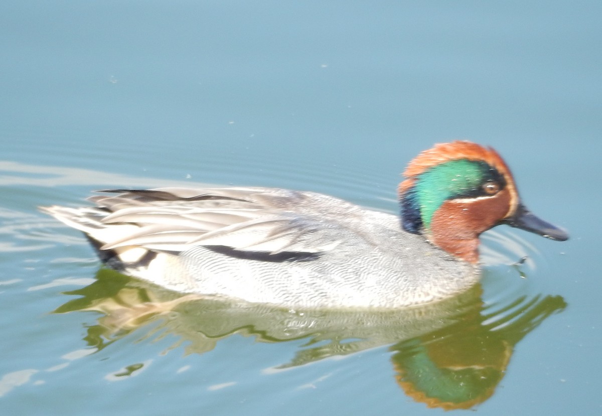 Green-winged Teal - ML64151501