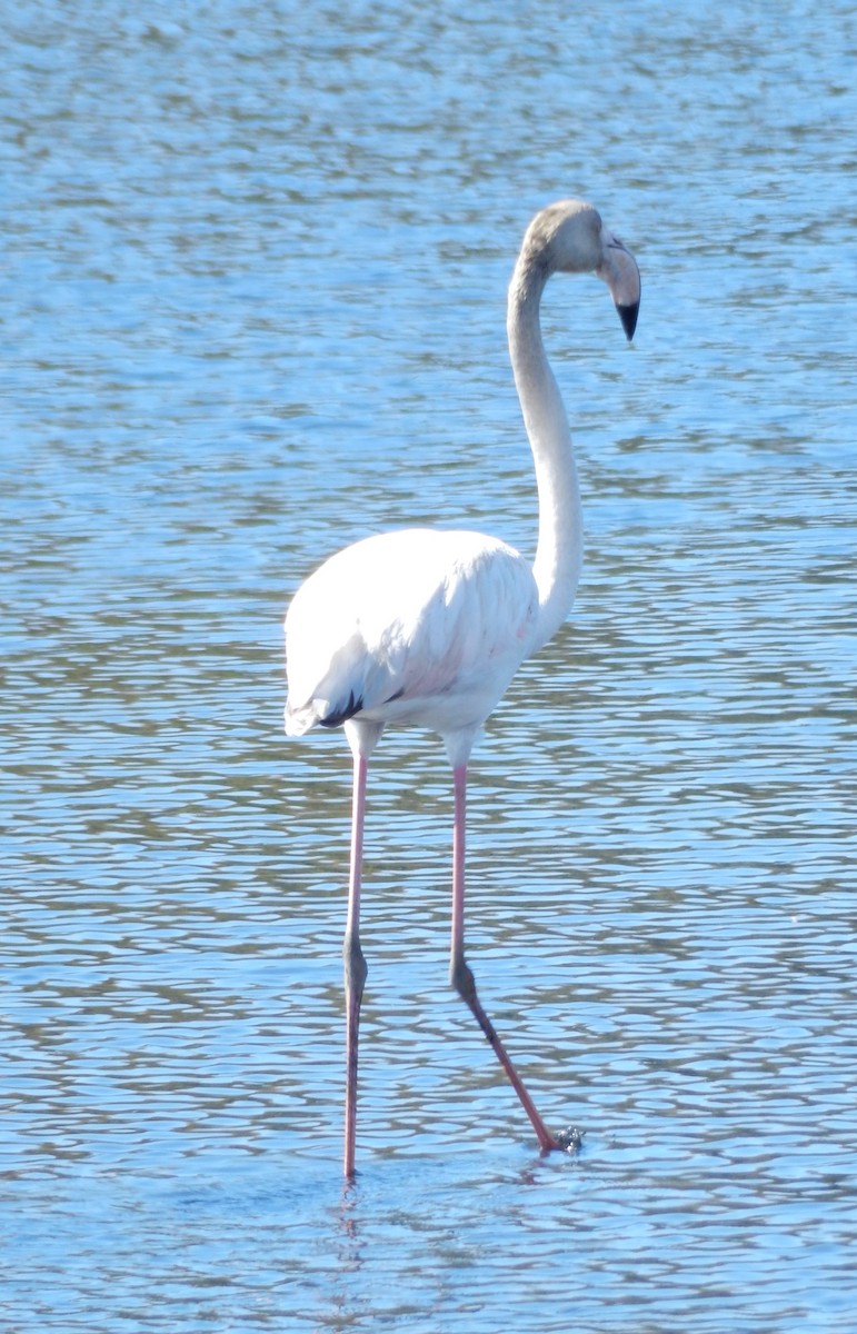 Greater Flamingo - ML64151911
