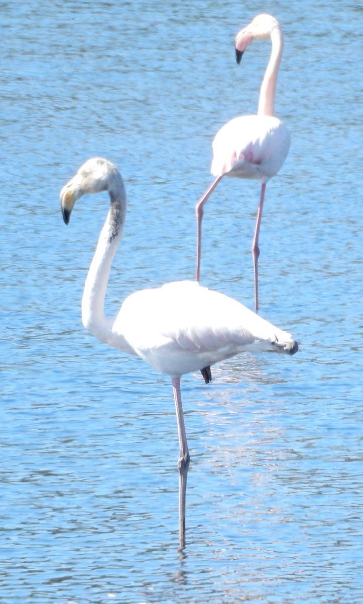 Greater Flamingo - ML64151921