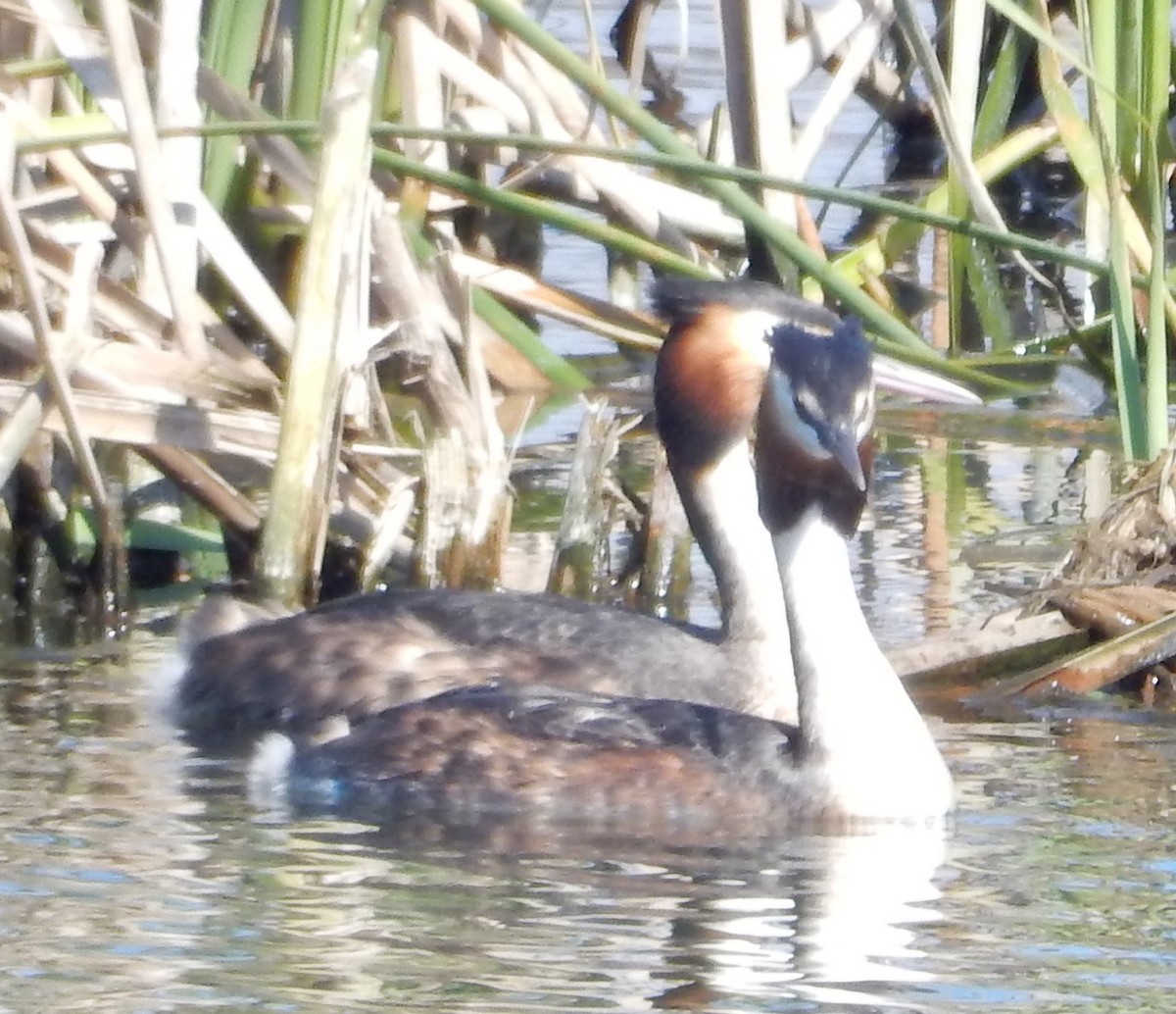 Great Crested Grebe - ML64152301