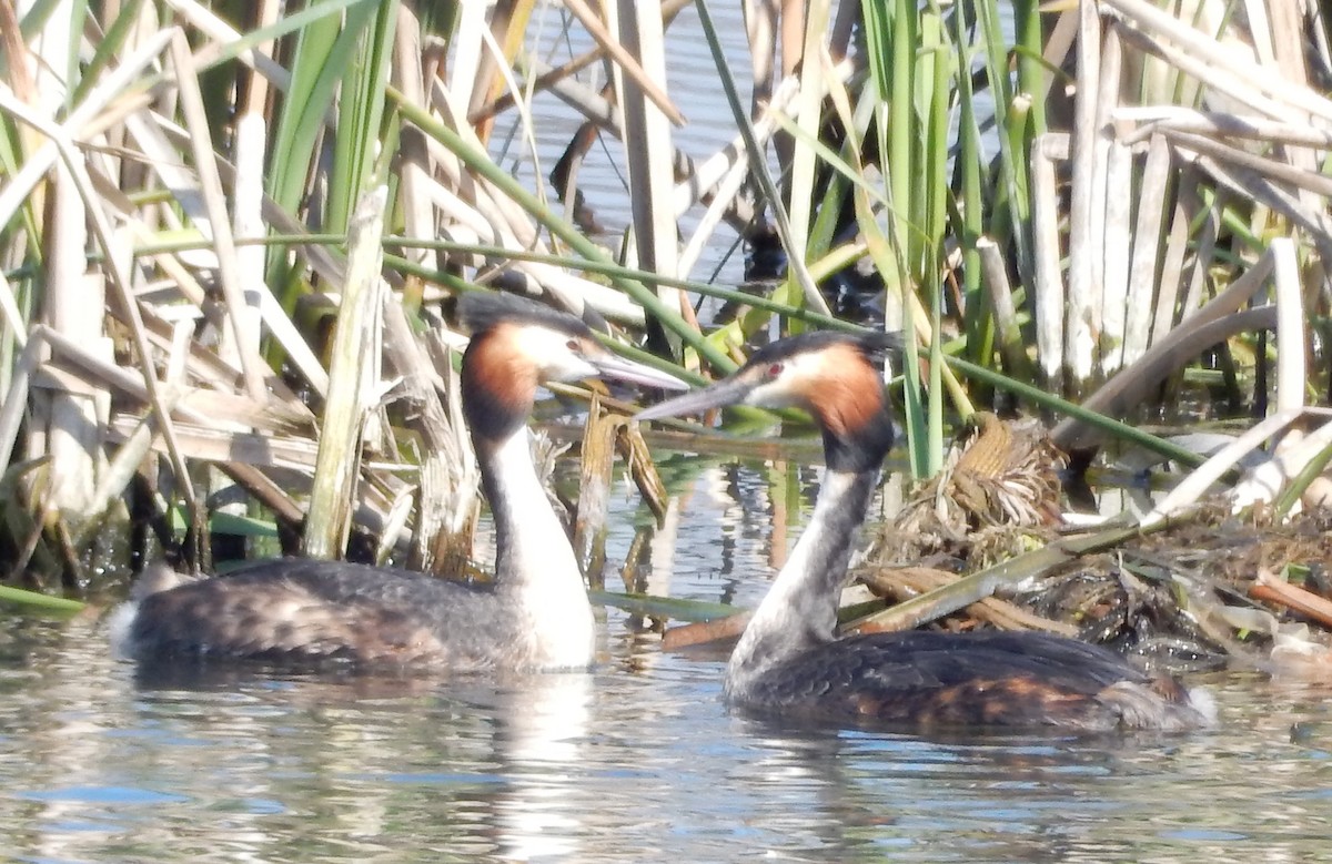 Great Crested Grebe - ML64152311