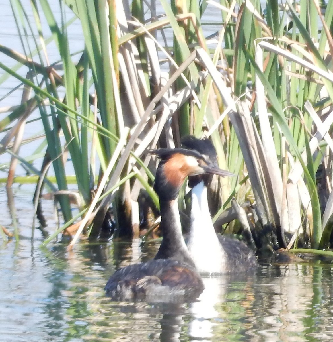 Great Crested Grebe - ML64152331