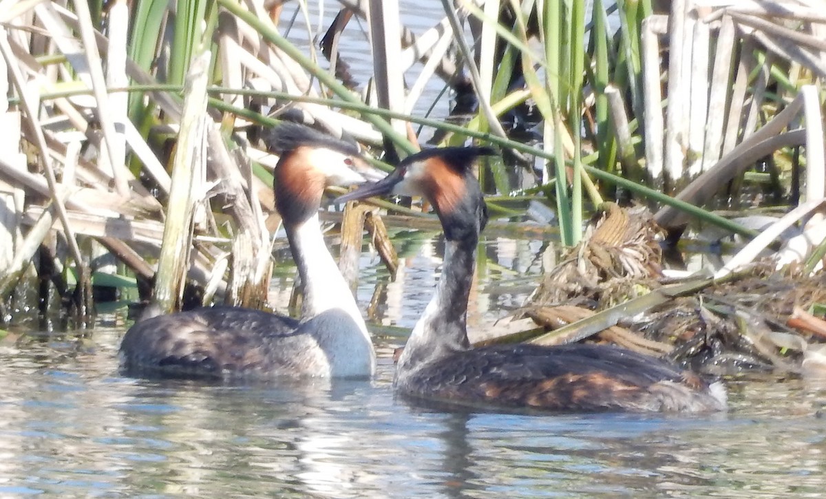 Great Crested Grebe - ML64152341