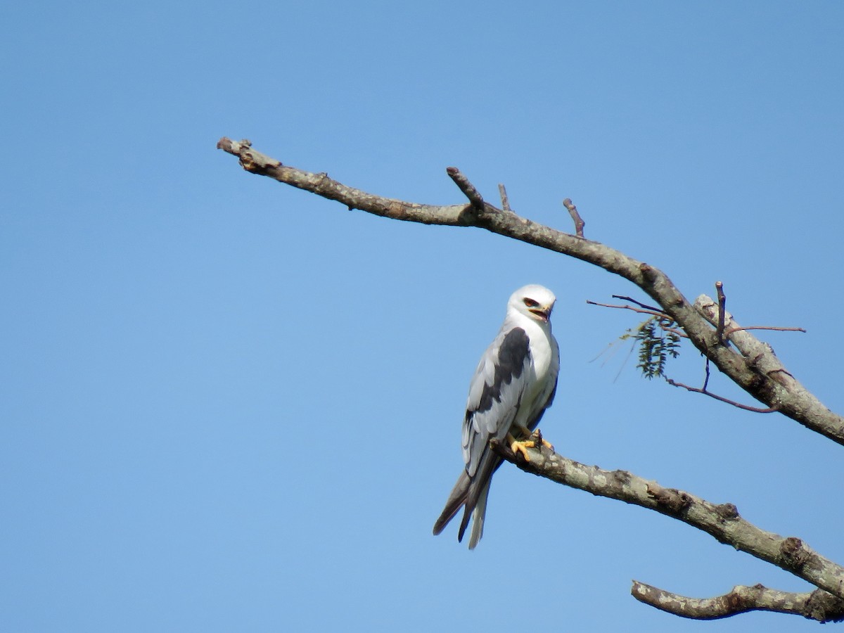 White-tailed Kite - Diane Bricmont