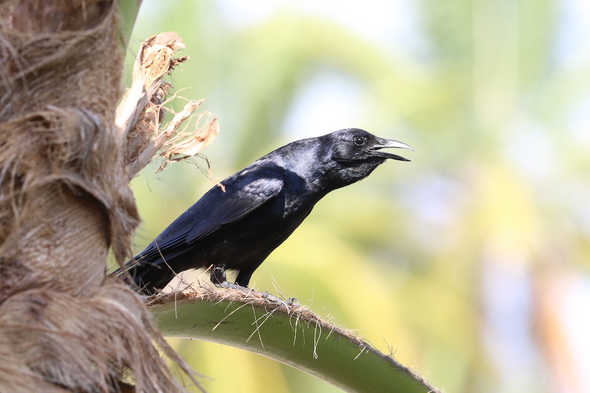Sinaloa Crow - Alfredo Garcia