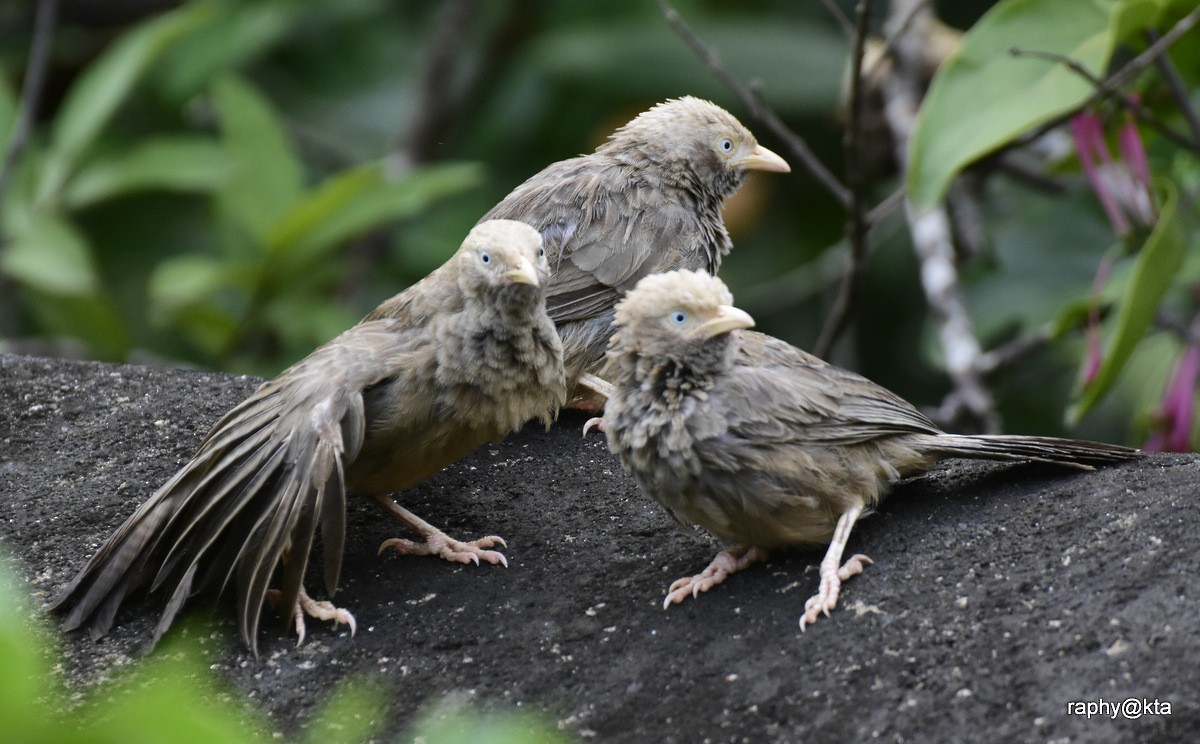 Yellow-billed Babbler - Anonymous