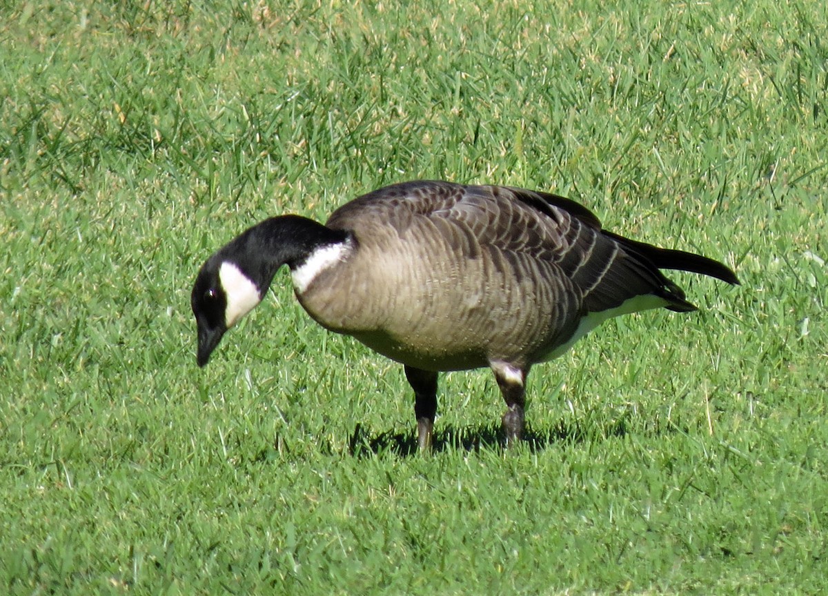 Cackling Goose (Aleutian) - Rod Higbie