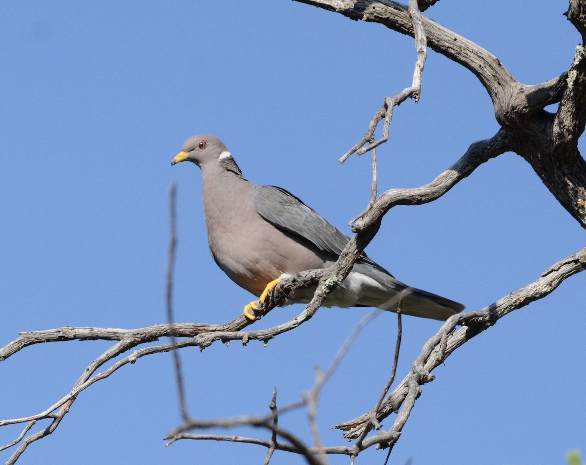 Band-tailed Pigeon - Taylor Abbott