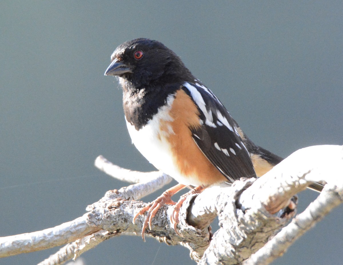 Spotted Towhee - Taylor Abbott