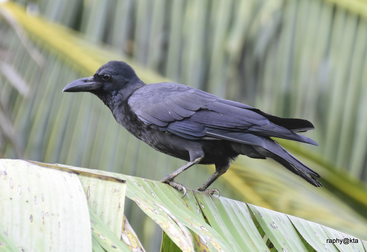 Large-billed Crow (Indian Jungle) - ML64158041