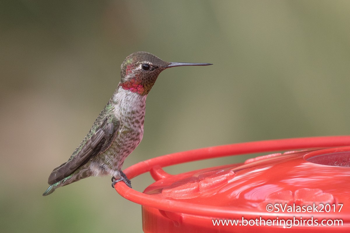 Anna's Hummingbird - Steve Valasek