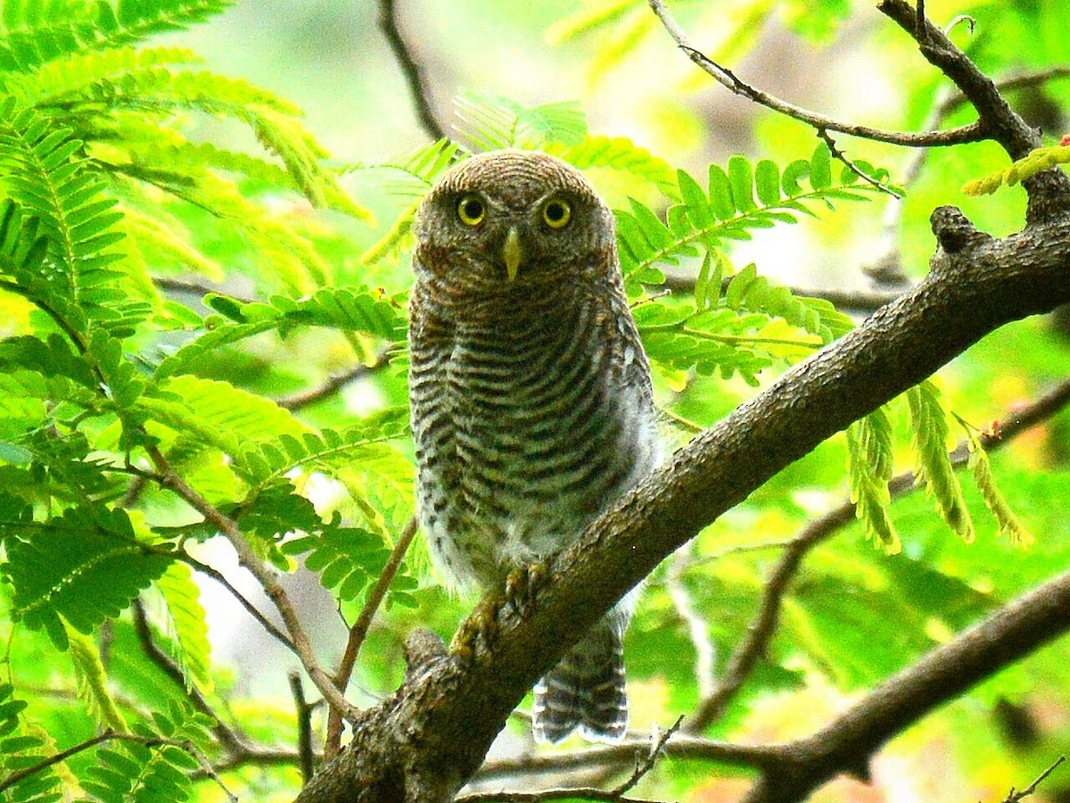 Jungle Owlet - Renuka Vijayaraghavan