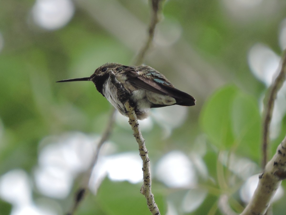 Broad-tailed Hummingbird - ML64159861