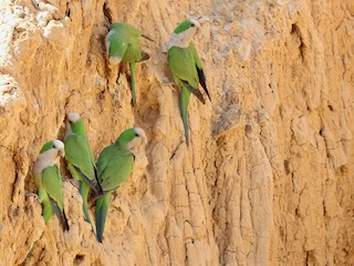 Cliff Parakeet - eBird