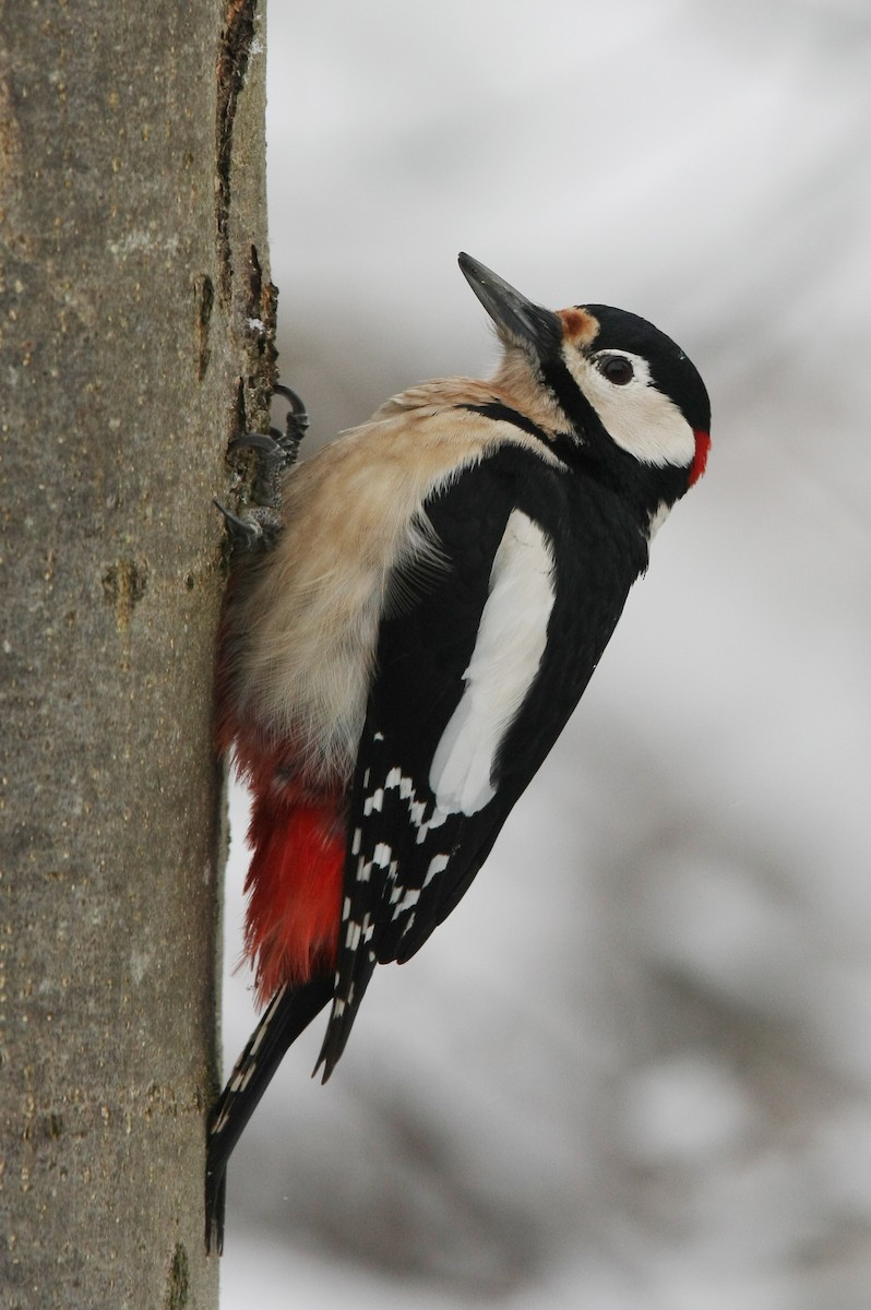 Great Spotted Woodpecker (Great Spotted) - Christoph Moning