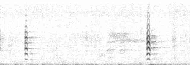 svartkronestylteløper (mexicanus) - ML64163