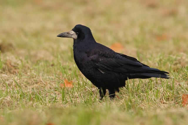 Rook - eBird