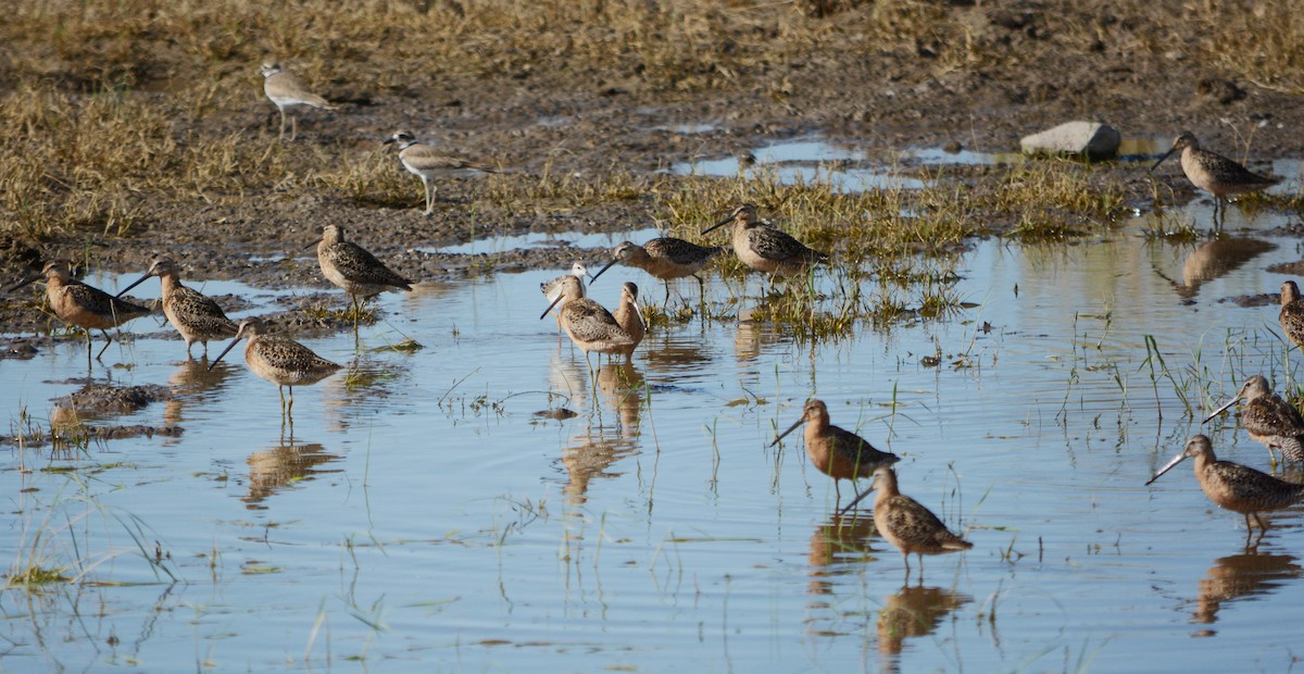 Long-billed Dowitcher - Mark  Ludwick