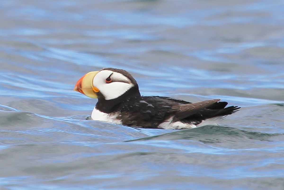 Horned Puffin - ML64165531