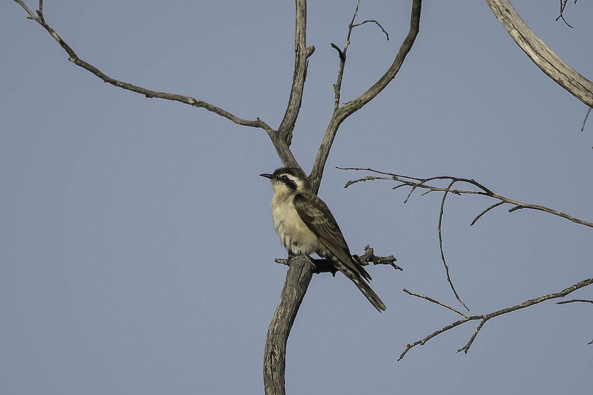 Black-eared Cuckoo - ML64166091