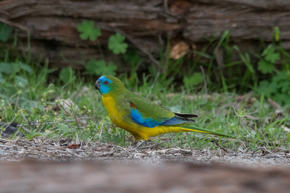 Turquoise Parrot - Adam Fry