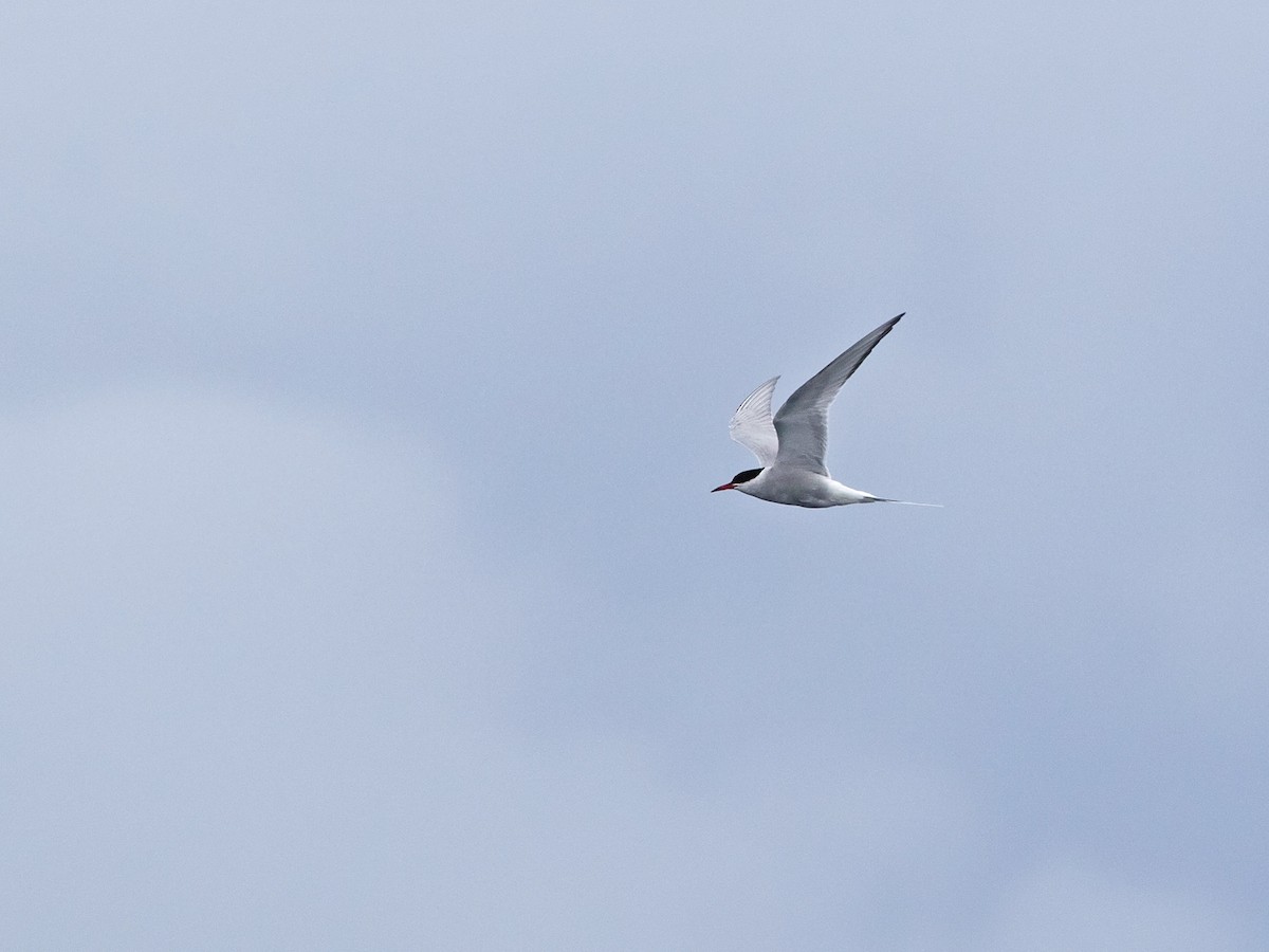 Arctic Tern - Niall D Perrins